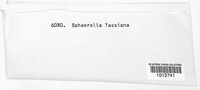 Mycosphaerella tassiana image